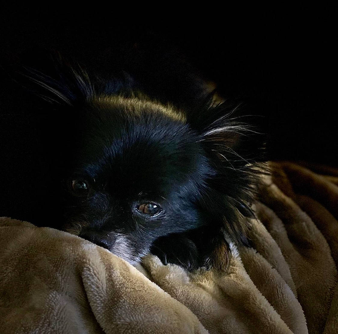 Blackjack joined the competition — help win amazing prizes! canidae, carnivore, claw, comfort, companion_dog, darkness, dog, dog_breed, ear, fur, liver, non_sporting_group, puppy, sporting_group, terrestrial_animal, tibetan_spaniel, toy_dog, whiskers, working_animal