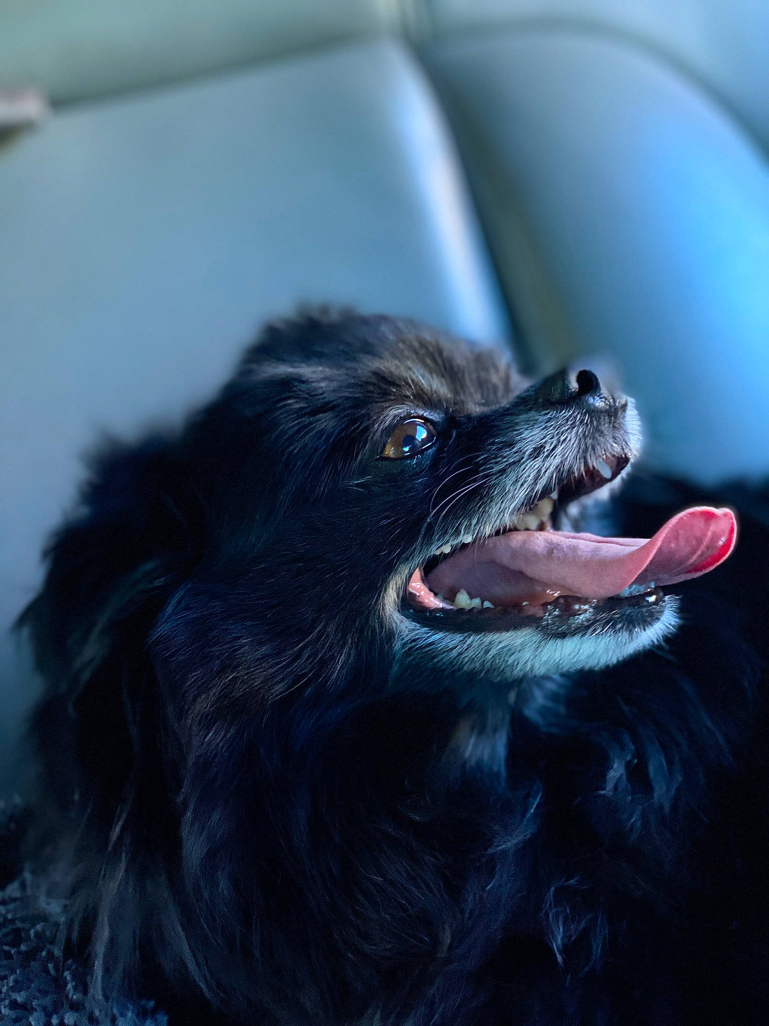 Blackjack is registered to the contest to win money with this photo: ball, canidae, carnivore, companion_dog, dog, dog_breed, electric_blue, eye, fang, fur, jaw, paw, snout, sporting_group, whiskers, windshield, working_dog