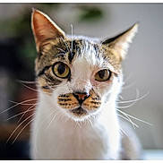 Pikibo a rejoint le concours — aidez-le/la à gagner de superbes lots ! animal, cat, close_up, curious, cute, domestic_cat, ears, face, feline, focus, fur, indoor, mammal, nose, pet, portrait, soft_background, tabby, whiskers, yellow_eyes