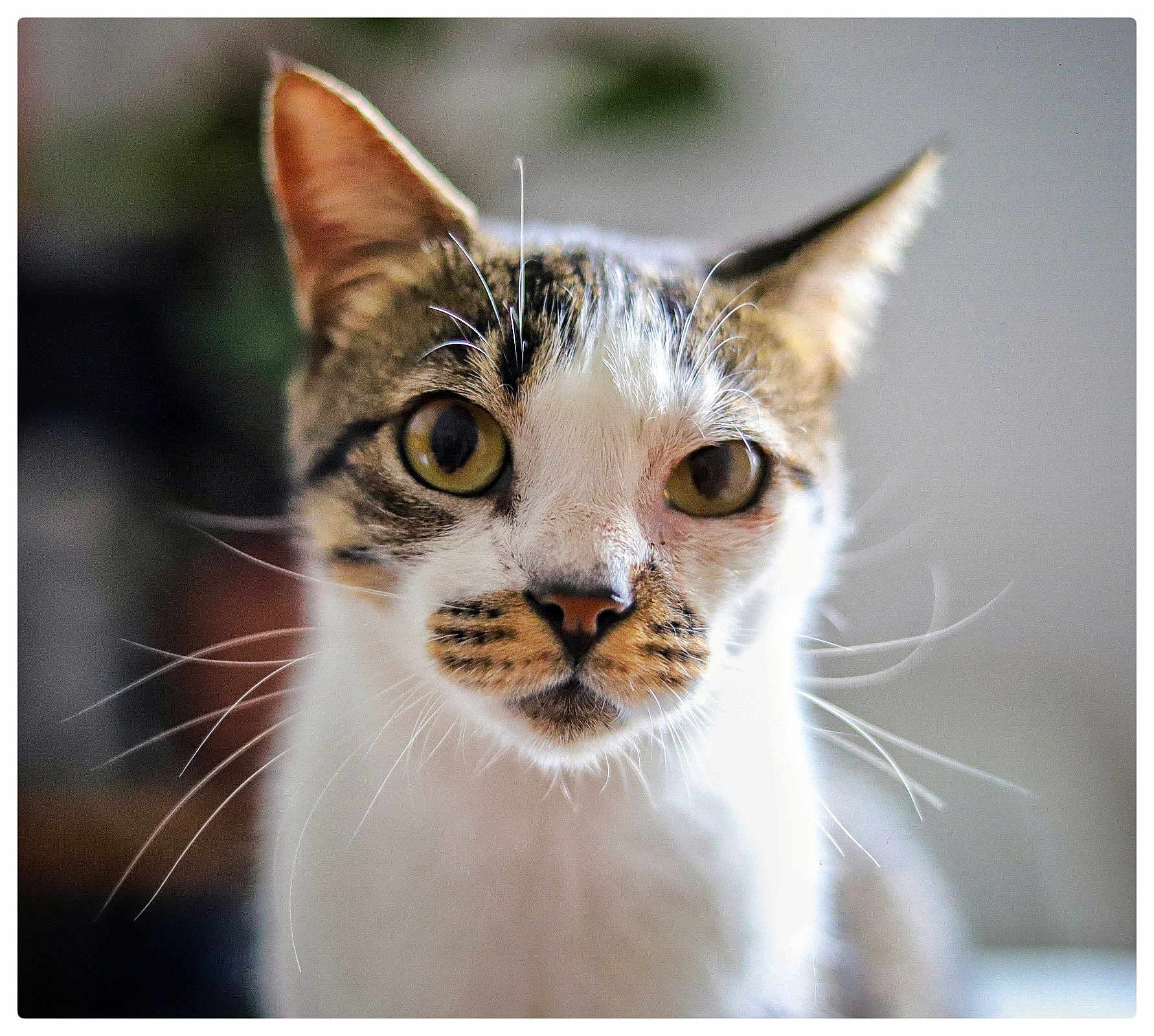 Pikibo a rejoint le concours — aidez-le/la à gagner de superbes lots ! animal, cat, close_up, curious, cute, domestic_cat, ears, face, feline, focus, fur, indoor, mammal, nose, pet, portrait, soft_background, tabby, whiskers, yellow_eyes