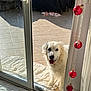 dog, white_dog, pet, smiling, outdoor, indoor, sliding_door, glass_door, tile_floor, sunlight, curtain, christmas_ornaments, red_ornaments, blanket, patio, home, holiday_decorations, happy, fur, animal