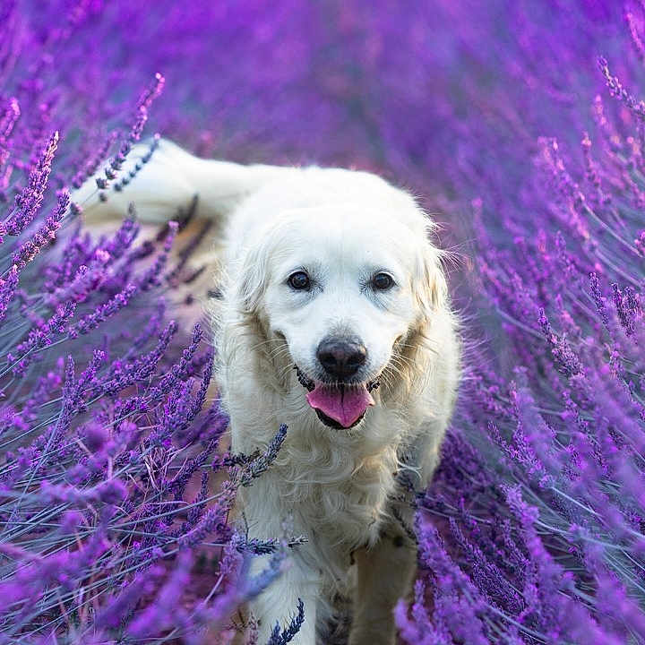 Jena participe au concours pour gagner de l'argent avec cette photo : animal, blurred_background, canine, closeup, daylight, dog, field, flora, fur, golden_retriever, happy, lavender, nature, outdoor, pet, purple_flowers, scenic, summer, tongue_out, walking