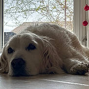 Jena participe au concours pour gagner de l'argent avec cette photo : dog, golden_retriever, indoor, floor, window, red_ornaments, calm, resting, pet, fur, animal, home, tile_floor, curtain, natural_light, closeup, mammal, laying_down, domestic_animal, quiet