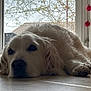 dog, golden_retriever, indoor, floor, window, red_ornaments, calm, resting, pet, fur, animal, home, tile_floor, curtain, natural_light, closeup, mammal, laying_down, domestic_animal, quiet