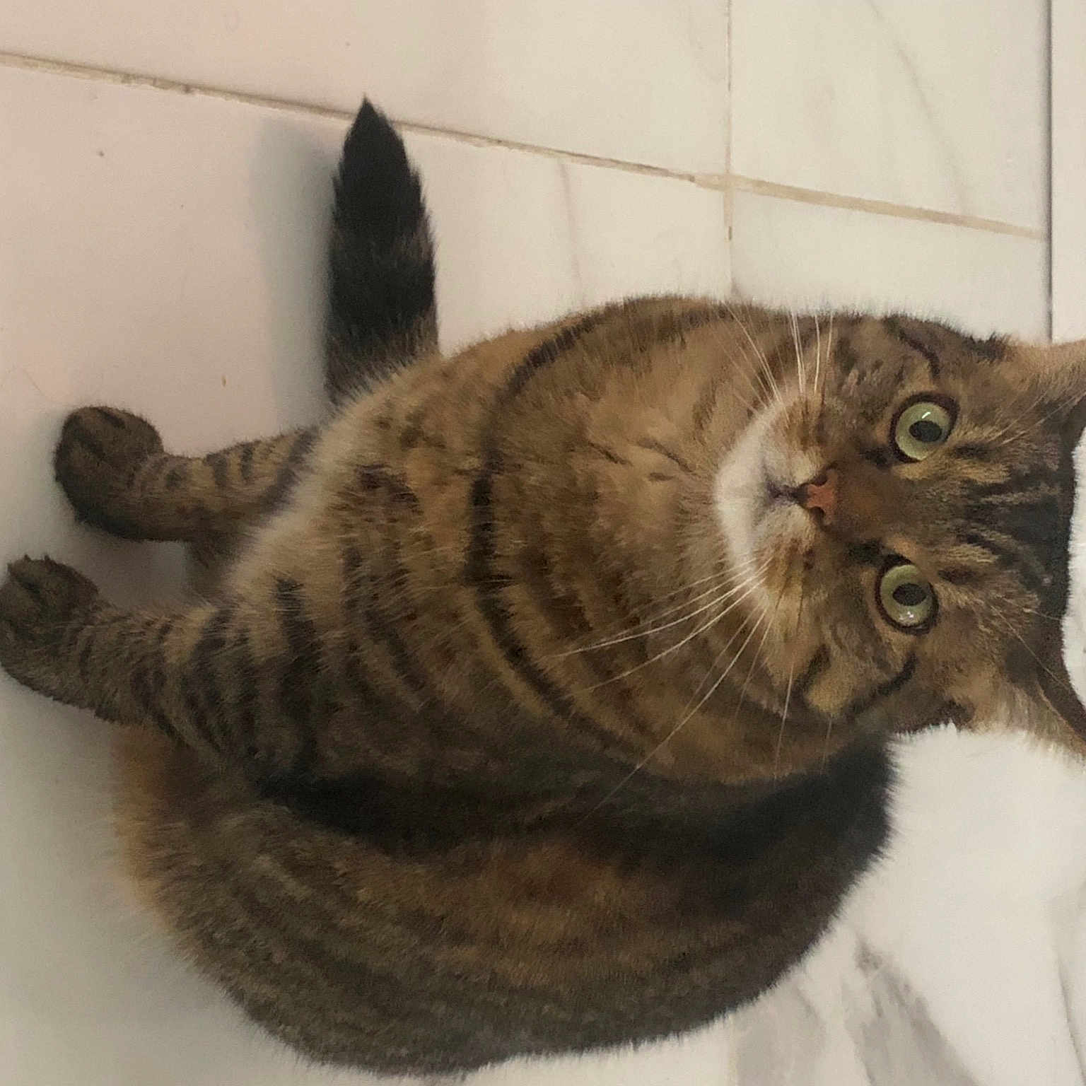 Tipoun