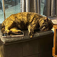 Ember joined the competition — help win amazing prizes! animal, black, cat, cozy, curtains, domestic, furniture, home, indoor, leather, nap, ottoman, peaceful, pet, relaxation, resting, sleeping, smartphone, sunlight, tortoiseshell