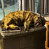 animal, black, cat, cozy, curtains, domestic, furniture, home, indoor, leather, nap, ottoman, peaceful, pet, relaxation, resting, sleeping, smartphone, sunlight, tortoiseshell