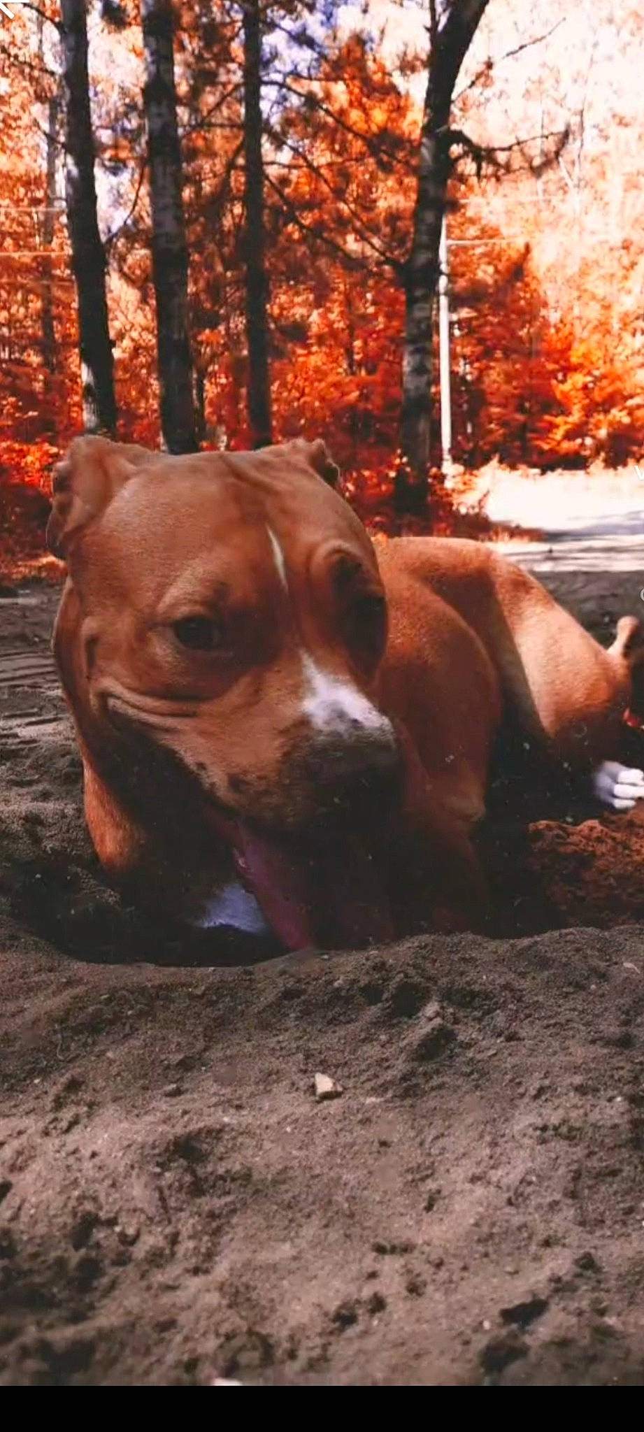 Bella Donna is registered to the contest to win money with this photo: brown, canidae, carnivore, companion_dog, dog, dog_breed, fawn, forest, grass, hound, liver, plant, scent_hound, snout, sporting_group, terrestrial_animal, tree, whiskers, wood, working_animal