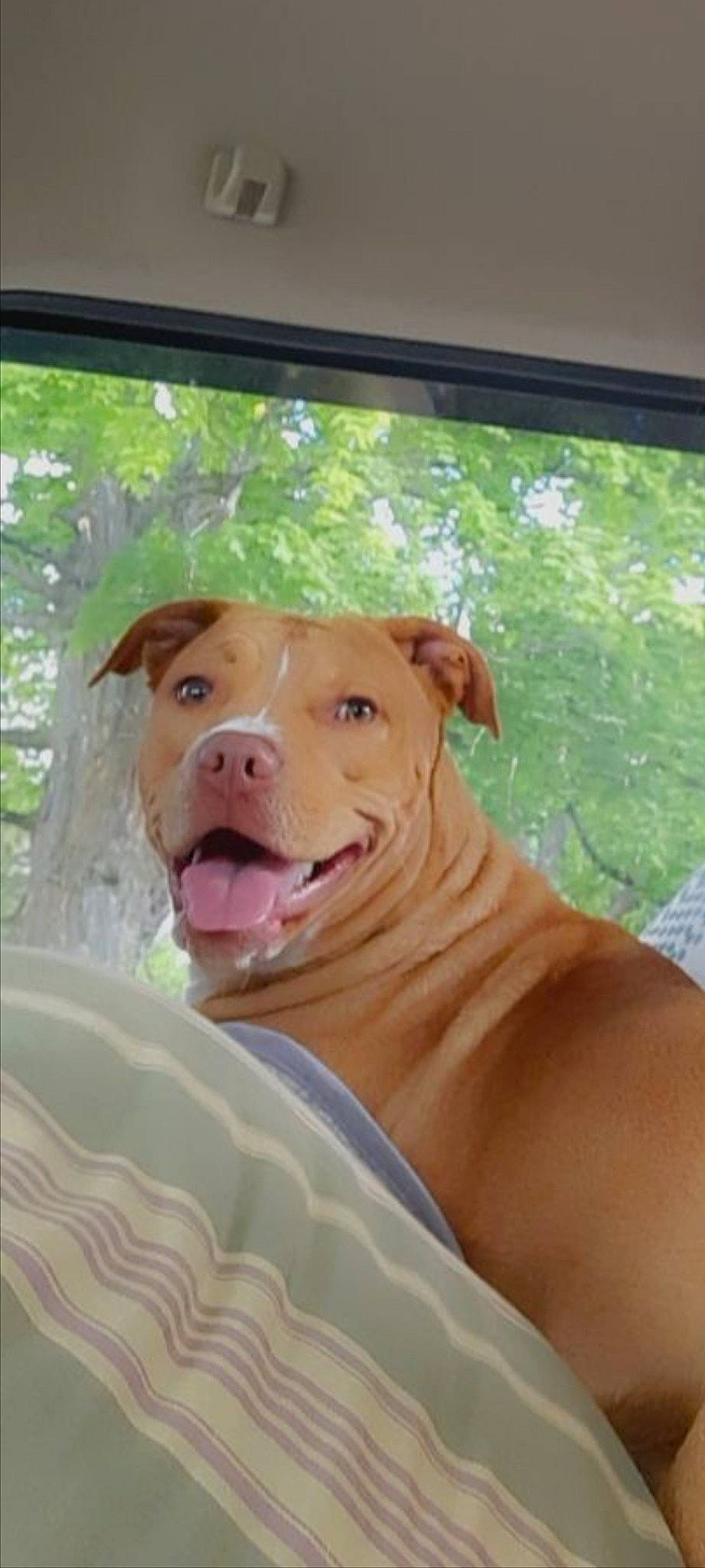 Bella Donna is registered to the contest to win money with this photo: canidae, carnivore, collar, comfort, companion_dog, dog, dog_breed, dog_supply, fawn, grass, guard_dog, labrador_retriever, leisure, liver, snout, sporting_group, terrestrial_animal, whiskers, working_animal, wrinkle