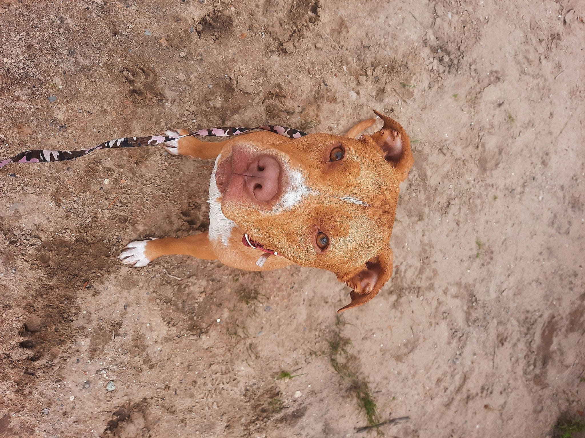 Bella Donna is registered to the contest to win money with this photo: brown, concrete, fawn, snout, soil, terrestrial_animal