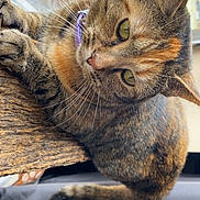 Lucy joined the competition — help win amazing prizes! cat, tabby_cat, pet, animal, feline, collar, wood, window, greenery, indoor, resting, fur, whiskers, ears, tail, closeup, domestic_animal, relaxed, side_view, daylight