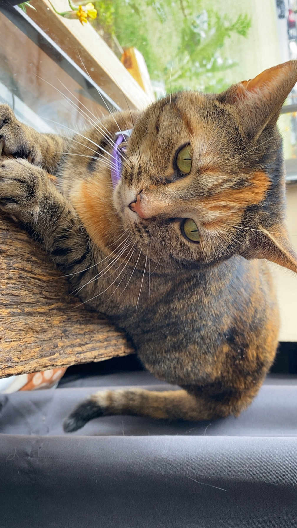 Lucy