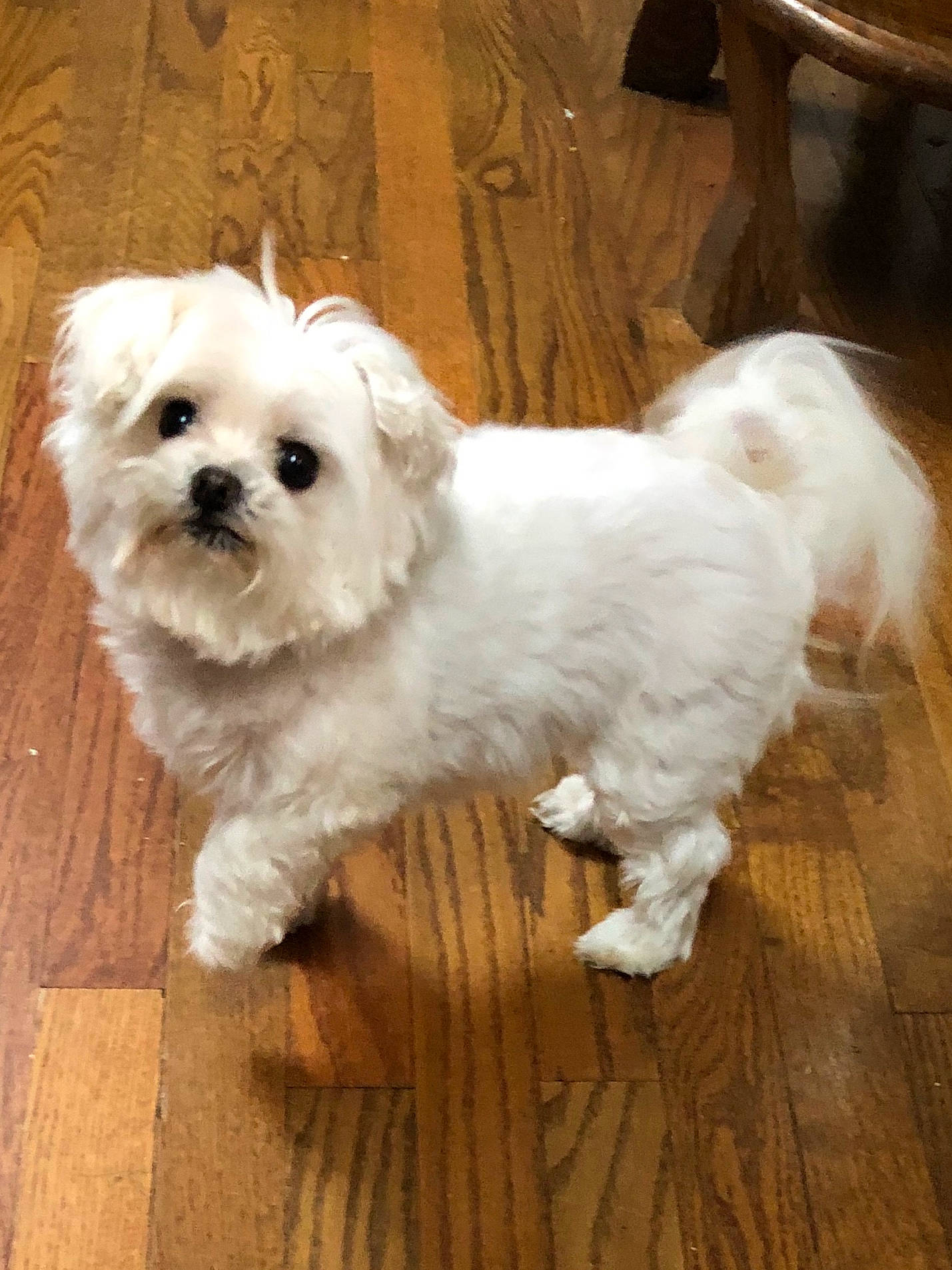 Avery joined the competition — help win amazing prizes! bichon, bolognese, canidae, carnivore, chinese_imperial_dog, companion_dog, coton_de_tulear, dog, dog_breed, havanese, kyi_leo, mal_shi, maltepoo, maltese, mammal, puppy, schnoodle, shih_tzu, vertebrate, west_highland_white_terrier