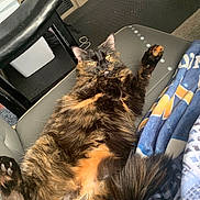 Harley joined the competition — help win amazing prizes! cat, tortoiseshell, fluffy, paw, raised_paw, chair, blanket, indoor, cozy, relaxed, feline, pet, animal, fur, whiskers, tail, resting, cute, domestic_cat, comfortable