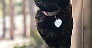 Harley joined the competition — help win amazing prizes! cat, tortoiseshell, pet, windowsill, curtain, collar, tag, indoor, animal, feline, yellow_eyes, curious, looking, closeup, window, daylight, domestic_cat, whiskers, portrait, black_fur