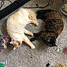 Harley is registered to the contest to win money with this photo: cat, cats, feline, pet, indoor, carpet, toys, lego, playing, lying_down, blue_eyes, yellow_eyes, fluffy, tortoiseshell, cream_colored, cute, relaxed, animal, domestic, floor