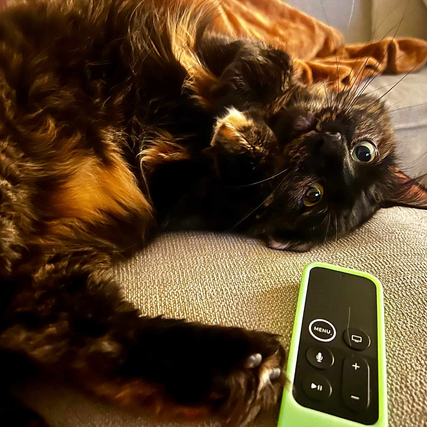 Harley joined the competition — help win amazing prizes! cat, tortoiseshell, pet, feline, indoor, couch, remote_control, curious, wide_eyes, fluffy, lying_down, cozy, close_up, whiskers, relaxed, home, furniture, soft, animal, cute