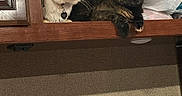 Harley is registered to the contest to win money with this photo: animal, bag, cabinet, cat, cats, closeup, collar, curious, cute, domestic, feline, fur, indoor, pet, plastic, resting, shelf, two_animals, warm_lighting, wood