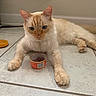 cat, cream_colored_cat, blue_eyes, wet_cat_food, can, tiled_floor, slipper, indoor, pet, animal, feline, paws, relaxed, laying_down, food, floor, orange_slipper, household, domestic, close_up