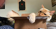 Hobbes is registered to the contest to win money with this photo: cat, cardboard_box, bed, blanket, paw, tail, orange_cat, white_cat, indoor, relaxed, resting, feline, cute, pet, animal, home, wall_art, target_poster, fluffy, cozy