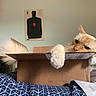 cat, cardboard_box, bed, blanket, paw, tail, orange_cat, white_cat, indoor, relaxed, resting, feline, cute, pet, animal, home, wall_art, target_poster, fluffy, cozy