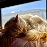 cat, sleeping, fluffy, cream_colored, curled_up, blanket, window, sunlight, indoor, cozy, pet, fur, resting, relaxed, close_up, animal, domestic, calm, soft_light, peaceful