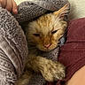 cat, towel, sleepy, cozy, fur, paw, person, maroon_shirt, resting, indoor, wall, soft_texture, hand, cute, feline, comfort, napping, closeup, warm, relaxed