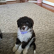 Charlie is registered to the contest to win money with this photo: puppy, dog, pet, collar, carpet, indoor, floor, fur, cute, animal, small, sitting, black_and_white, young, curious, domestic, mammal, house, home, adorable