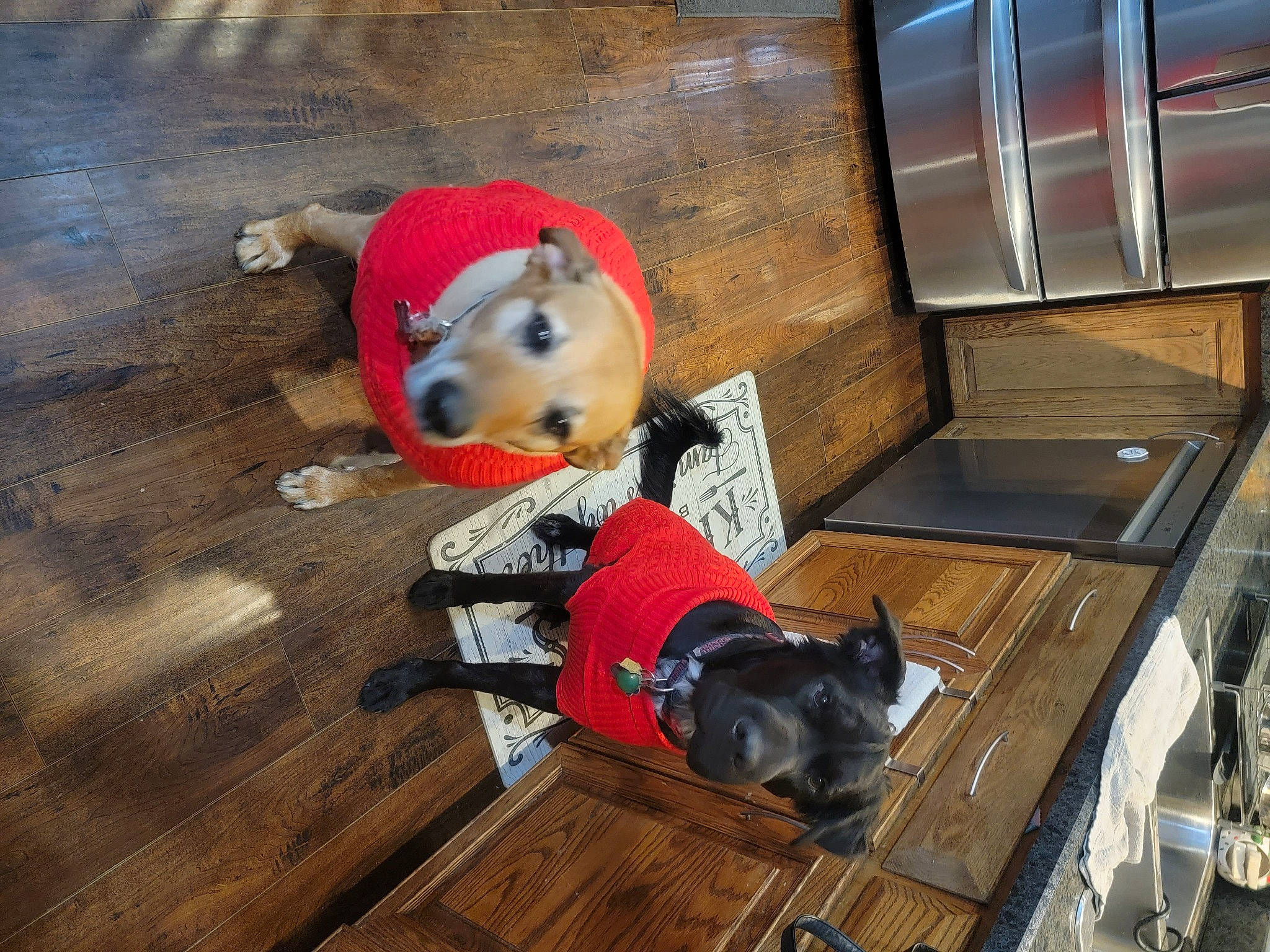 Asher is registered to the contest to win money with this photo: canidae, carmine, carnivore, companion_dog, dog, dog_breed, dog_supply, fawn, floor, flooring, fun, fur, hardwood, hat, laminate_flooring, room, sporting_group, wood, wood_flooring, working_animal