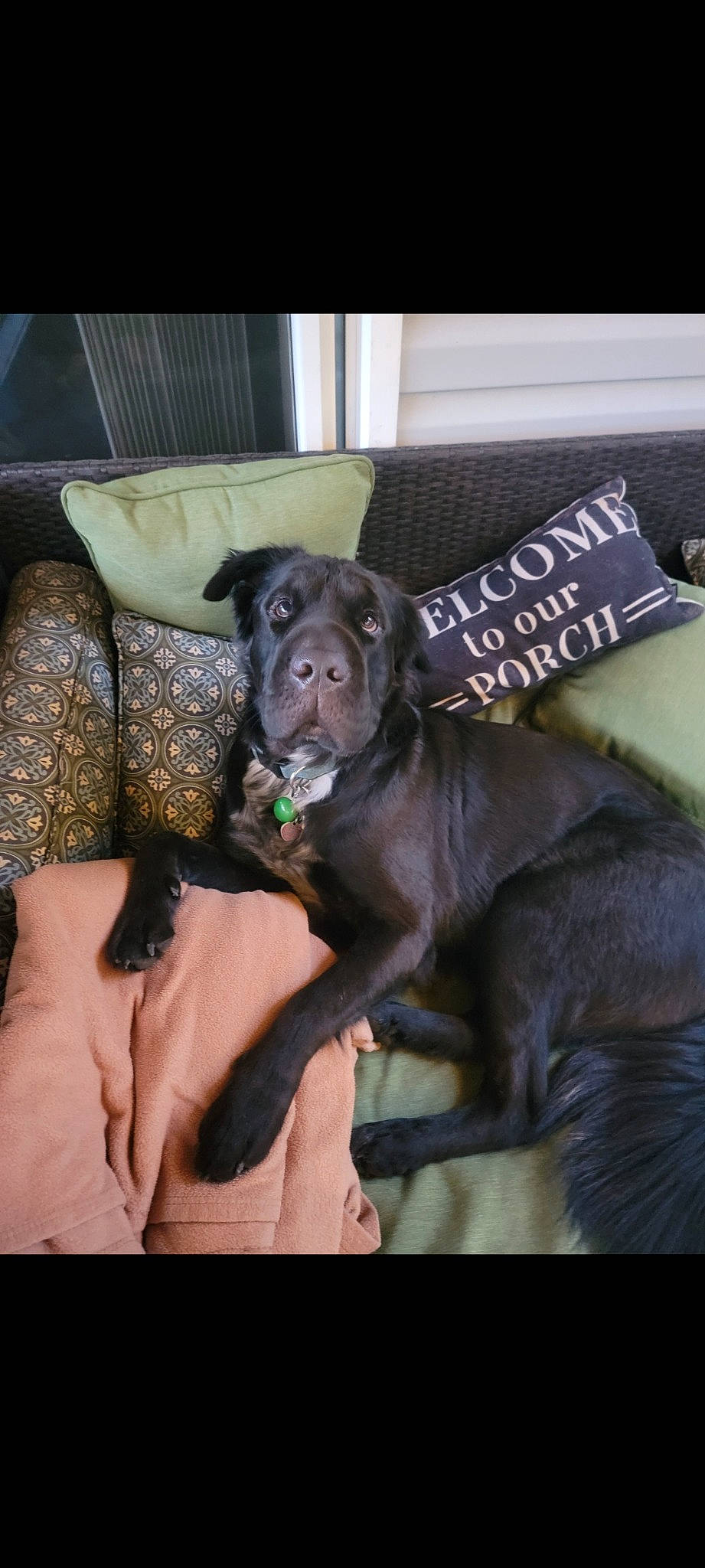 Asher joined the competition — help win amazing prizes! canidae, car_seat, carnivore, comfort, companion_dog, couch, dog, dog_breed, dog_supply, fawn, fur, guard_dog, liver, nail, snout, sporting_group, terrestrial_animal, toy_dog, whiskers, working_animal