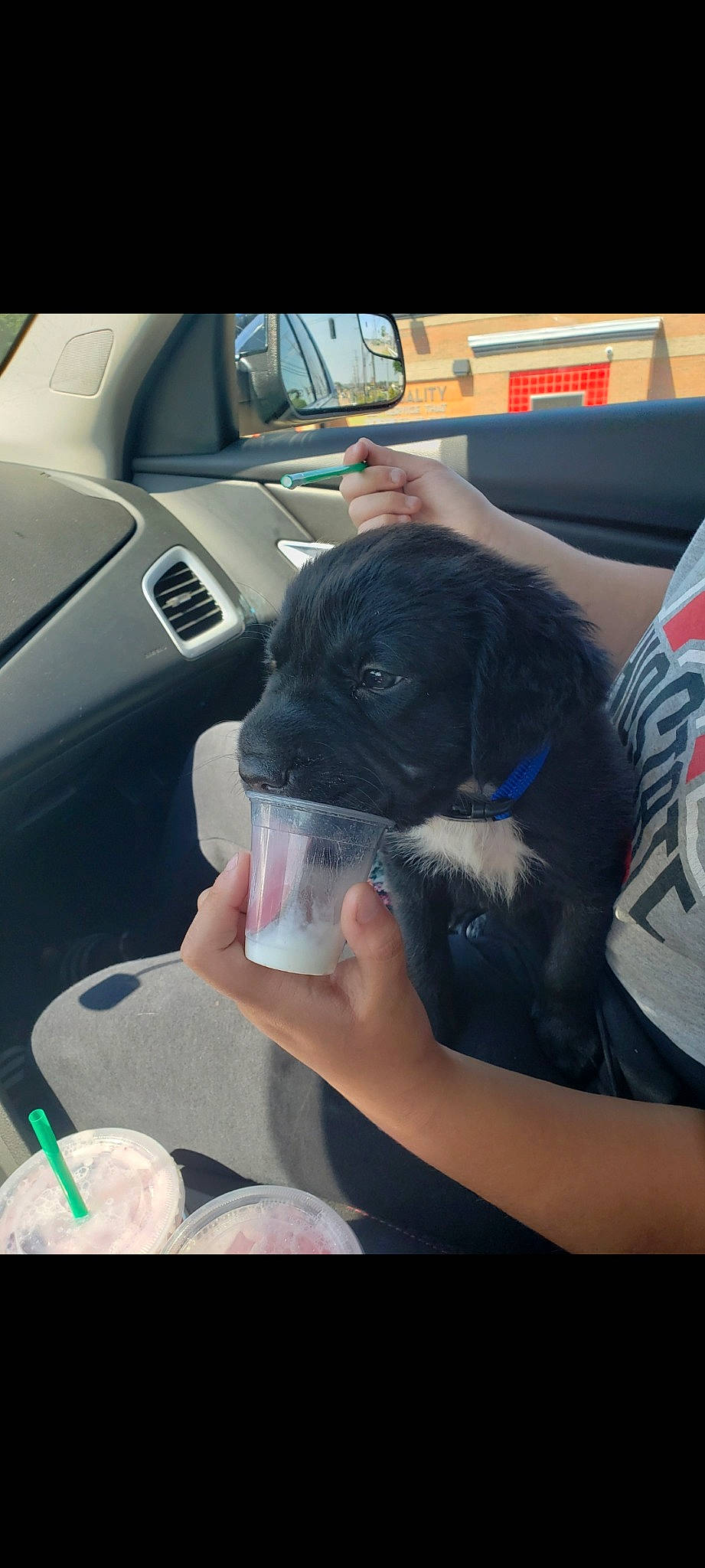 Asher is registered to the contest to win money with this photo: auto_part, automotive_design, automotive_exterior, automotive_mirror, car, car_seat, car_seat_cover, carnivore, comfort, companion_dog, dog, dog_breed, motor_vehicle, nail, personal_luxury_car, snout, steering_part, steering_wheel, vehicle, vehicle_door