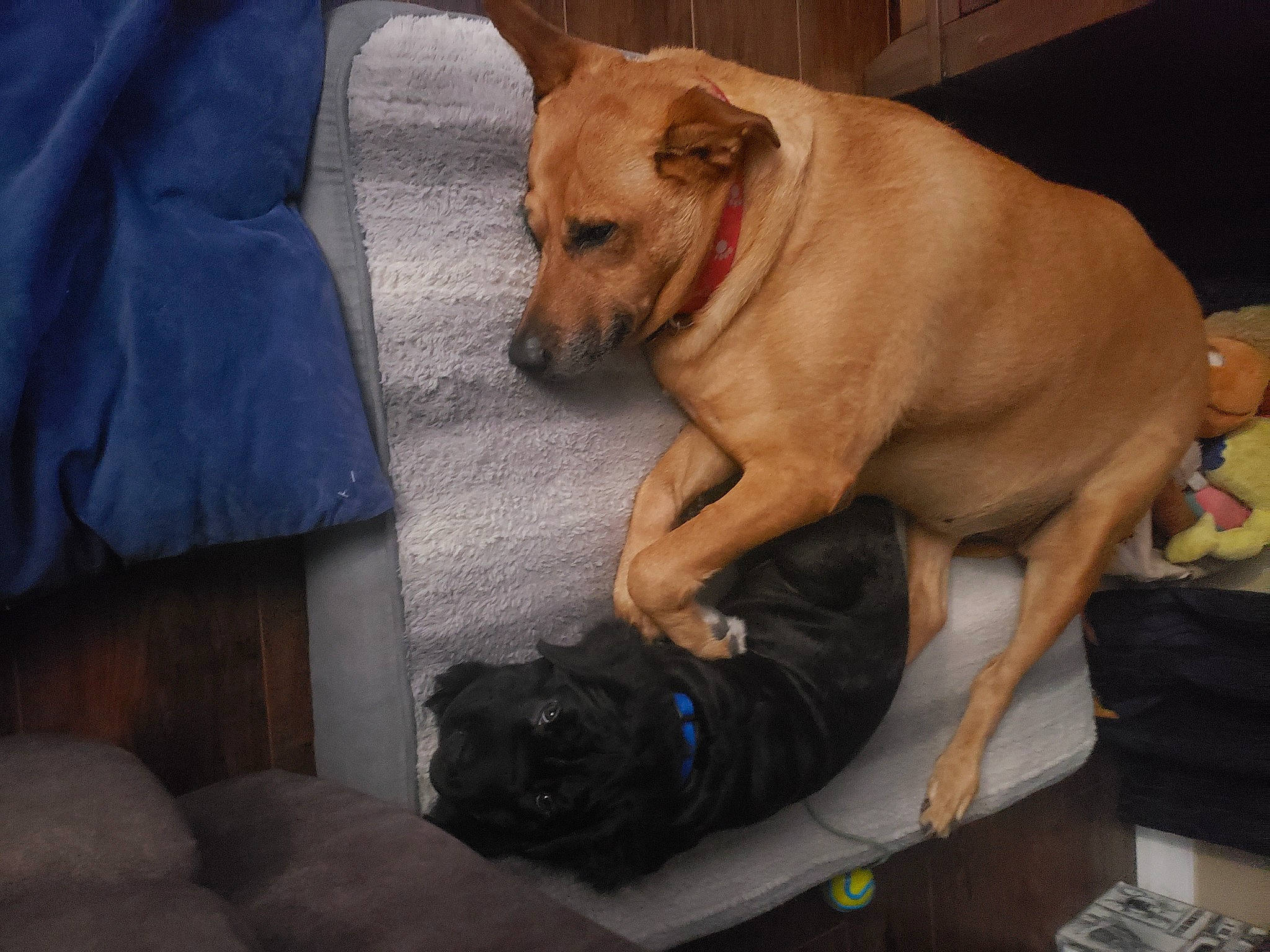 Macy joined the competition — help win amazing prizes! bag, carnivore, collar, comfort, companion_dog, dog, dog_breed, dog_collar, dog_supply, fawn, fur, guard_dog, liver, luggage_and_bags, paw, sporting_group, tail, whiskers, working_animal, working_dog