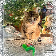 Tigers is registered to the contest to win money with this photo: animal, carpet, cat, christmas_tree, cozy, curious, decorations, domestic_animal, feline, festive, fur, greenery, holiday, indoor, lights, ornaments, pet, playful, snowflake_border, toy