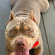 Ace is registered to the contest to win money with this photo: animal, brown_coat, canine, close_up, dog, ears, face, friendly, fur, happy, muscular, nose, outdoor, panting, paw, pet, pet_collar, pitbull, tongue_out, wooden_floor