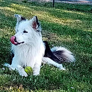 Fifty a rejoint le concours — aidez-le/la à gagner de superbes lots ! dog, border_collie, tennis_ball, grass, outdoor, pet, playful, animal, fur, paw, tongue, sunlight, fence, greenery, resting, canine, nature, summer, yard, leisure