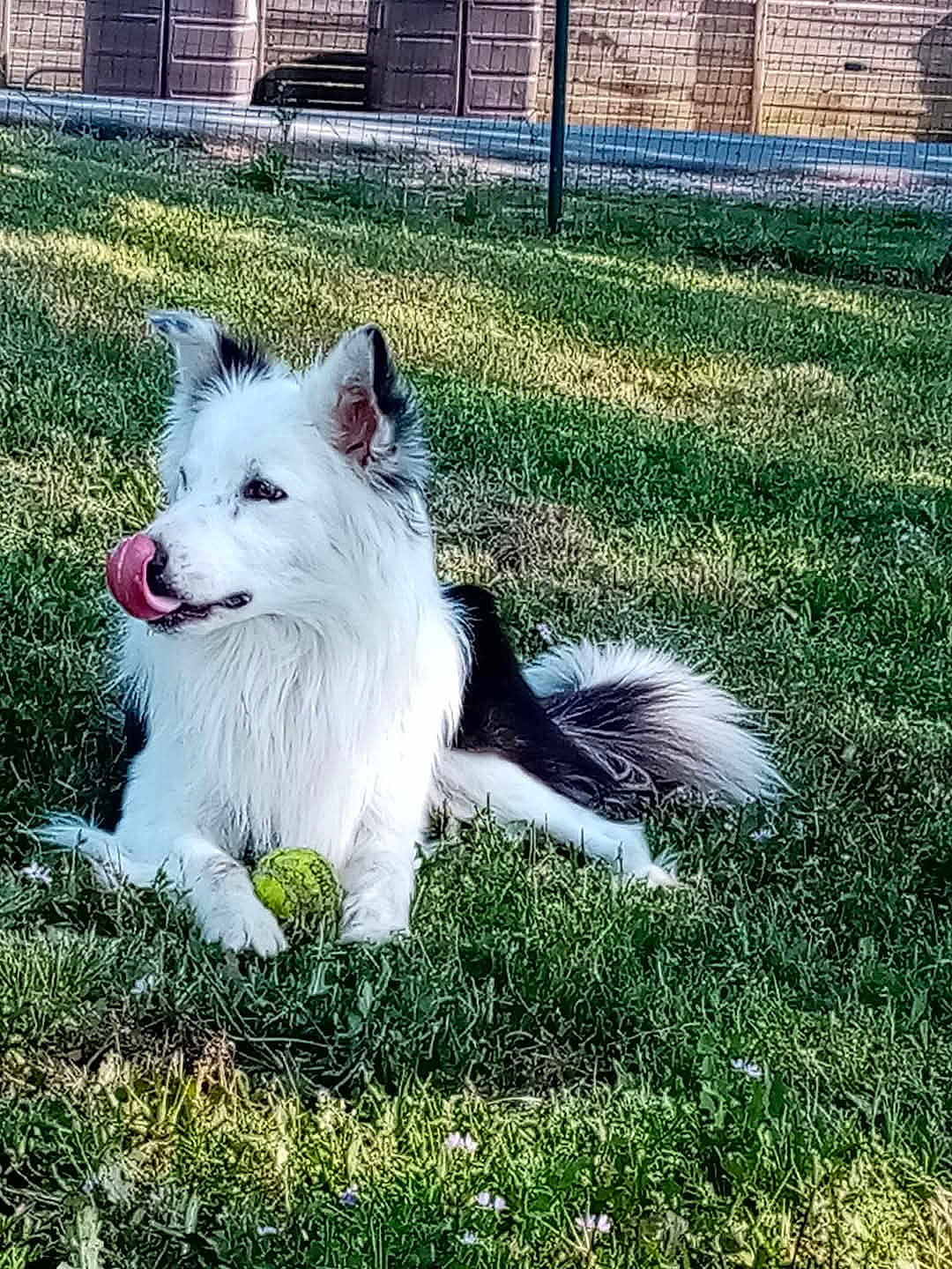 Fifty a rejoint le concours — aidez-le/la à gagner de superbes lots ! dog, border_collie, tennis_ball, grass, outdoor, pet, playful, animal, fur, paw, tongue, sunlight, fence, greenery, resting, canine, nature, summer, yard, leisure