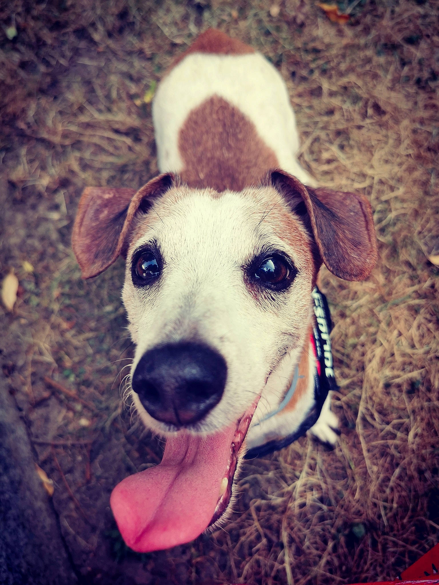 Dahlia participe au concours pour gagner de l'argent avec cette photo : canidae, carnivore, companion_dog, dog, dog_breed, ear, eye, fawn, feist, mammal, nose, potcake_dog, puppy, puppy_love, russell_terrier, snout, sporting_group, whiskers