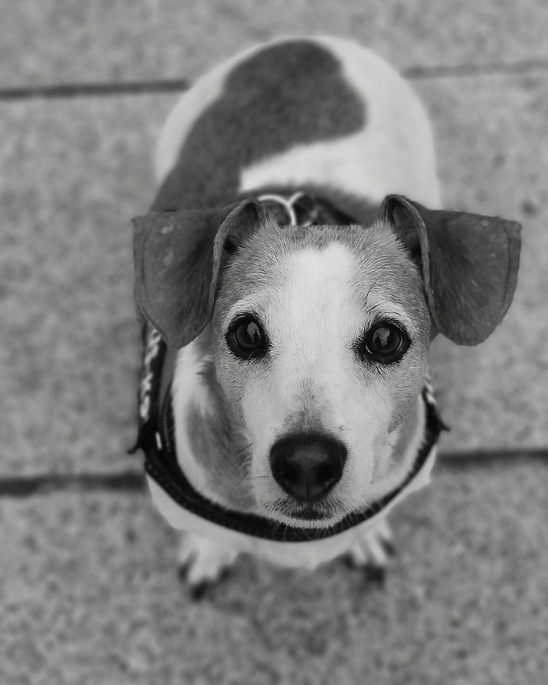Dahlia participe au concours pour gagner de l'argent avec cette photo : black_and_white, canidae, carnivore, companion_dog, dog, dog_breed, ear, fawn, feist, jack_russell_terrier, mammal, monochrome, nose, puppy, russell_terrier, snout, street_dog, style
