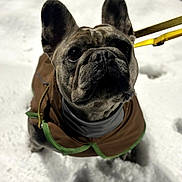 Hendrix joined the competition — help win amazing prizes! dog, french_bulldog, snow, jacket, pet, outdoor, leash, animal, winter, cute, canine, fur, face, ears, portrait, looking_up, cold, walking, companion, mammal