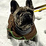 dog, french_bulldog, snow, jacket, pet, outdoor, leash, animal, winter, cute, canine, fur, face, ears, portrait, looking_up, cold, walking, companion, mammal