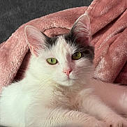 Aya-Camomille a rejoint le concours — aidez-le/la à gagner de superbes lots ! cat, white_cat, green_eyes, pet, animal, feline, fluffy, cute, cozy, blanket, pink_blanket, relaxed, indoor, closeup, portrait, fur, whiskers, ears, paw, domestic_animal