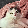 animal, blanket, cat, closeup, cozy, cute, domestic_animal, ears, feline, fluffy, fur, green_eyes, indoor, paw, pet, pink_blanket, portrait, relaxed, whiskers, white_cat