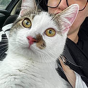 Mouloud a rejoint le concours — aidez-le/la à gagner de superbes lots ! abyssinian, accessories, adult, angora, animal, cat, clothing, coat, doctor, face, female, glasses, head, kitten, person, pet, photography, portrait, sunglasses, woman