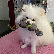 Gucci participe au concours pour gagner de l'argent avec cette photo : accessories, angora, animal, bag, canine, cat, cockerspaniel, dog, eskimodog, furniture, handbag, indoors, kitten, papillon, person, pet, plush, puppy, toy, whitedog