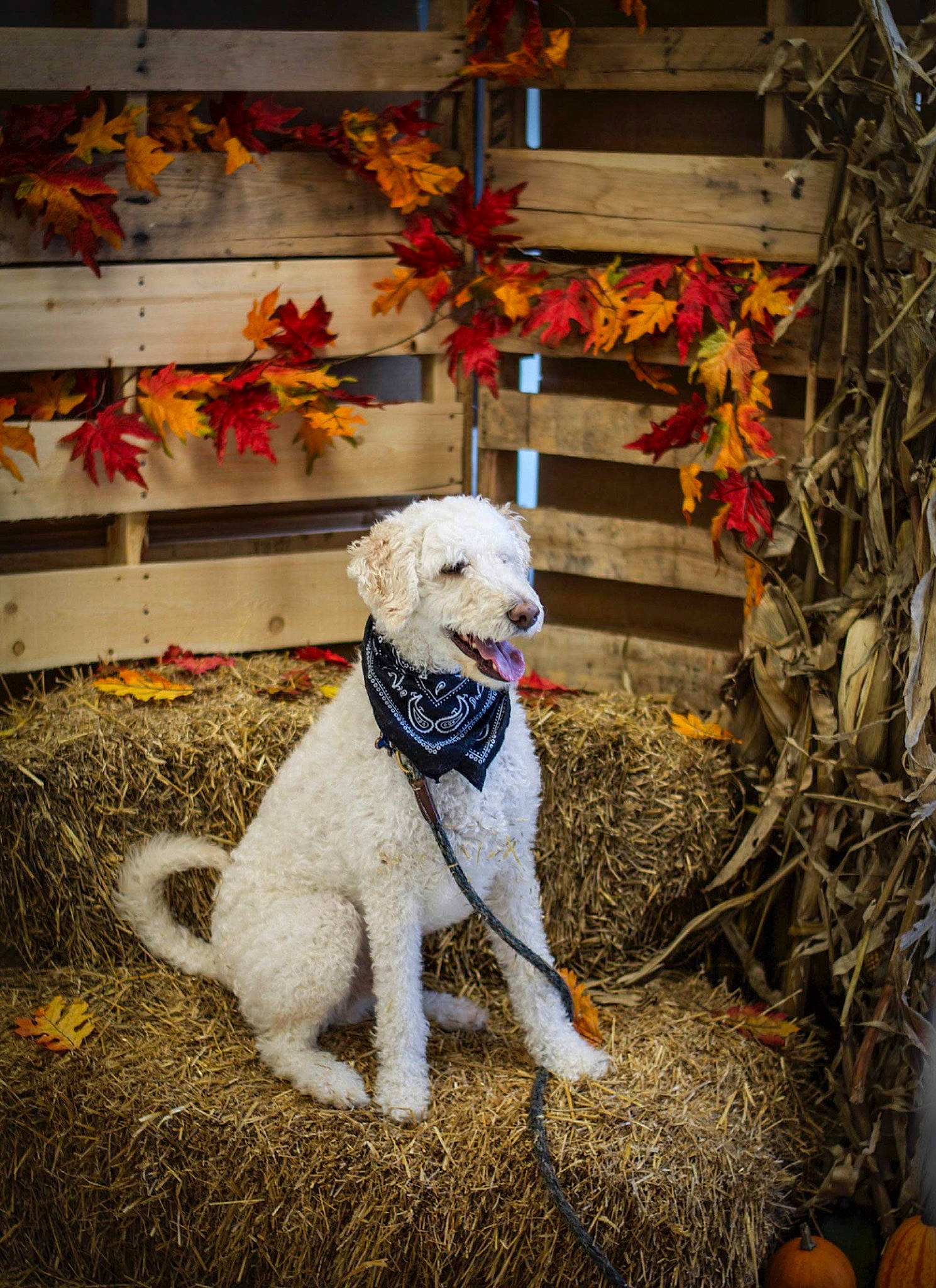 Dex is registered to the contest to win money with this photo: autumn, canidae, carnivore, dog, dog_breed, fur, headgear, leaf, non_sporting_group, puppy, sporting_group, tail, wood