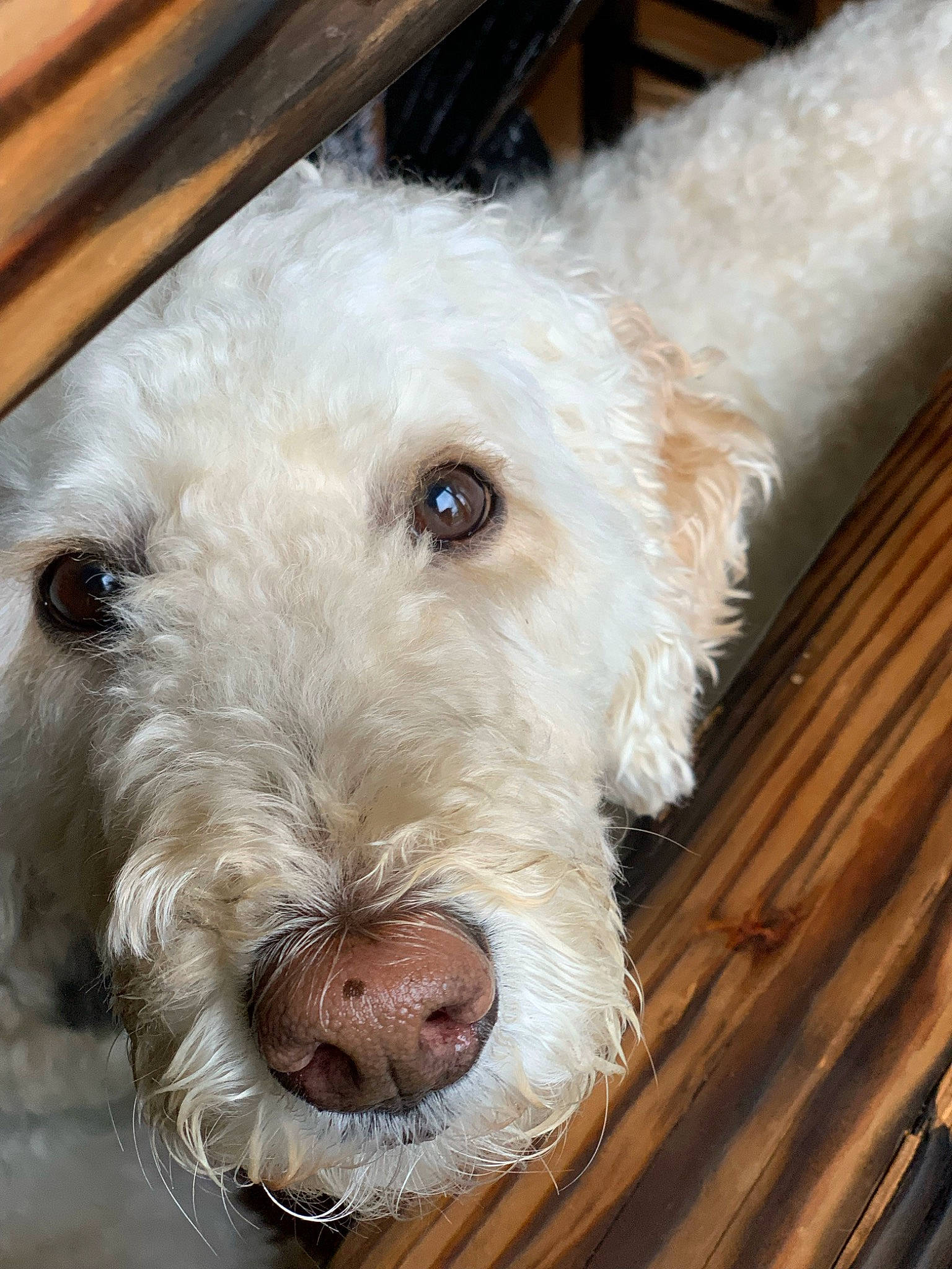Dex is registered to the contest to win money with this photo: briquet_griffon_vendeen, canidae, carnivore, dog, dog_breed, goldendoodle, irish_soft_coated_wheaten_terrier, labradoodle, lagotto_romagnolo, mammal, nose, rare_breed_dog, sealyham_terrier, snout, spanish_water_dog, spinone_italiano, sporting_group, terrier, vertebrate