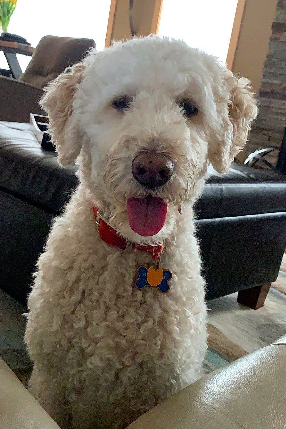 Dex joined the competition — help win amazing prizes! bichon_frise, canidae, carnivore, cockapoo, companion_dog, dog, dog_breed, goldendoodle, labradoodle, lagotto_romagnolo, maltepoo, mammal, miniature_poodle, non_sporting_group, poodle, poodle_crossbreed, schnoodle, spanish_water_dog, toy_poodle, vertebrate