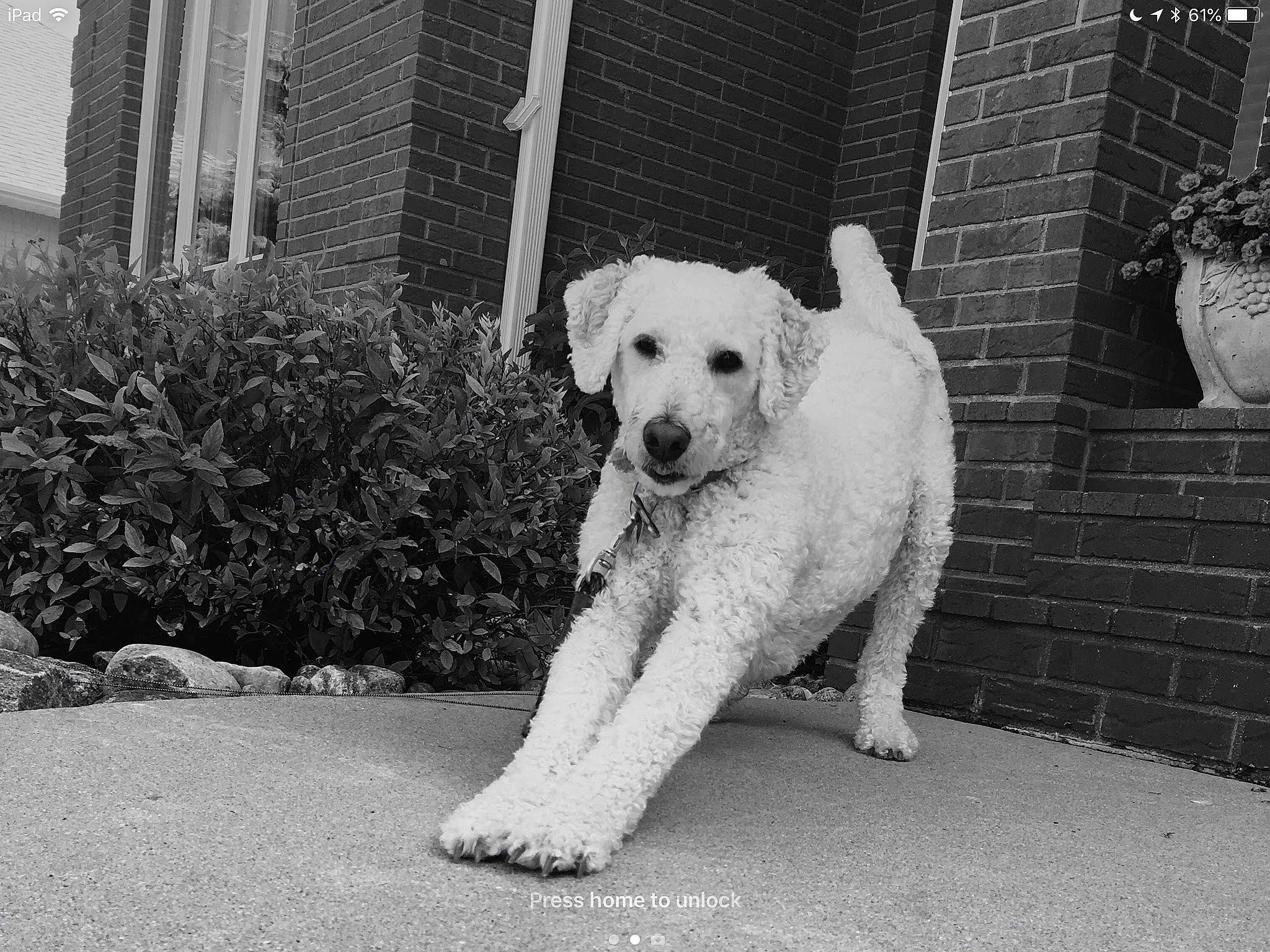 Dex is registered to the contest to win money with this photo: black, black_and_white, canidae, carnivore, companion_dog, dog, dog_breed, eye, labrador_retriever, mammal, monochrome, monochrome_photography, puppy, rare_breed_dog, retriever, snout, sporting_group, street_dog, vertebrate, white