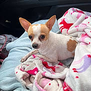 Pablo is registered to the contest to win money with this photo: dog, chihuahua, small_dog, pet, blanket, car_interior, seat, cozy, fur, ears, cute, animal, companion, travel, resting, looking, white, brown_spot, soft_texture, indoors