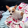 dog, chihuahua, small_dog, pet, blanket, car_interior, seat, cozy, fur, ears, cute, animal, companion, travel, resting, looking, white, brown_spot, soft_texture, indoors
